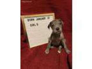 Great Dane Puppy for sale in Orma, WV, USA