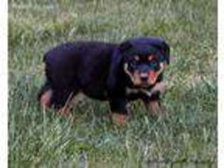 Rottweiler Puppy for sale in Chapel Hill, NC, USA