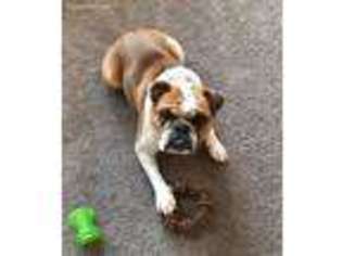 Bulldog Puppy for sale in Fredonia, AZ, USA