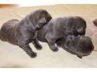 Labrador Retriever Puppy for sale in Bardstown, KY, USA