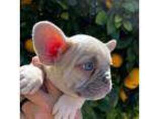 French Bulldog Puppy for sale in Menifee, CA, USA