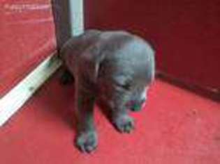 Cane Corso Puppy for sale in Bloomington, IN, USA