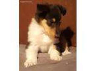 Collie Puppy for sale in Warsaw, MO, USA