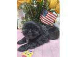 Mutt Puppy for sale in Troy, MI, USA