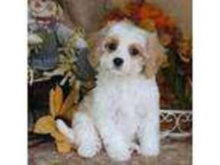 Cavachon Puppy for sale in Beacon Falls, CT, USA