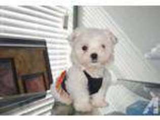 Maltese Puppy for sale in DALLAS, TX, USA