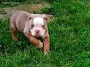 American Bulldog Puppy for sale in Milwaukee, WI, USA