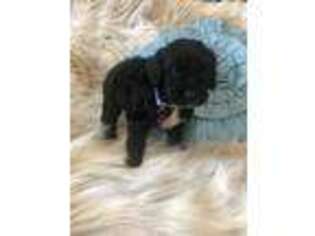 Goldendoodle Puppy for sale in Claremore, OK, USA