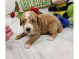 Mutt Puppy for sale in Ozark, MO, USA