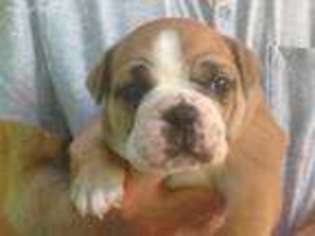 Miniature Bulldog Puppy for sale in Jordan, MN, USA