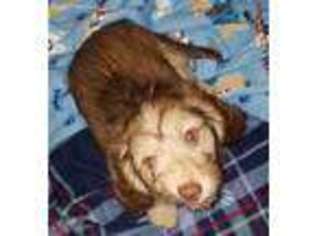 Dachshund Puppy for sale in Alma, MI, USA