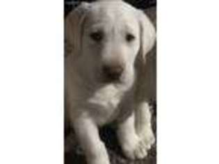 Labrador Retriever Puppy for sale in Letts, IA, USA