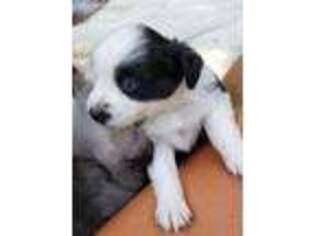 Miniature Australian Shepherd Puppy for sale in Chillicothe, IL, USA