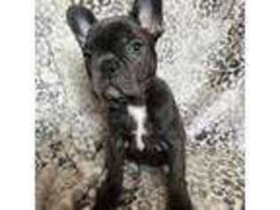 French Bulldog Puppy for sale in North Kansas City, MO, USA