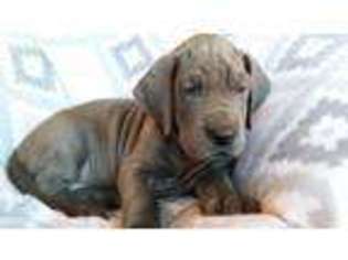 Great Dane Puppy for sale in Warren, OH, USA