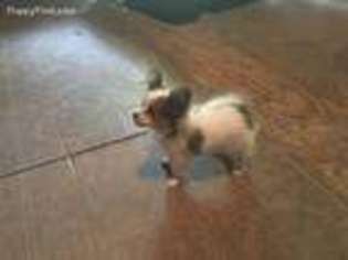 Papillon Puppy for sale in Rye, TX, USA