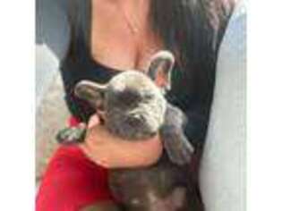 French Bulldog Puppy for sale in Winthrop, MA, USA