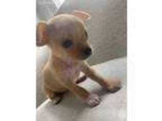 Chihuahua Puppy for sale in Yonkers, NY, USA