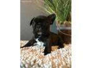 French Bulldog Puppy for sale in Orange Park, FL, USA