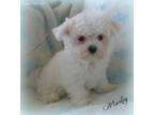 Maltese Puppy for sale in Chagrin Falls, OH, USA