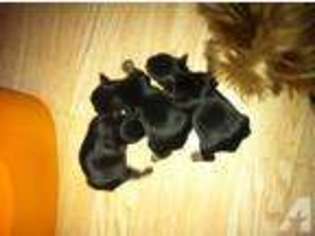 Yorkshire Terrier Puppy for sale in DOWNING, WI, USA