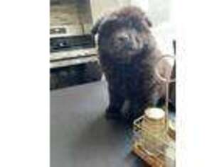 Chow Chow Puppy for sale in Harrison, NJ, USA