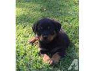 Rottweiler Puppy for sale in SIMONTON, TX, USA