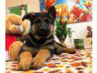 German Shepherd Dog Puppy for sale in Placerville, CA, USA