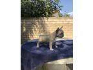 French Bulldog Puppy for sale in Rancho Cucamonga, CA, USA