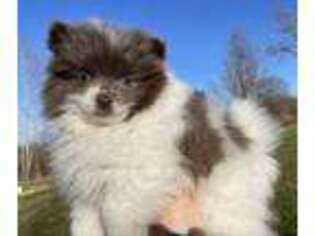 Pomeranian Puppy for sale in Peterstown, WV, USA