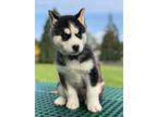 Siberian Husky Puppy for sale in Kent, WA, USA