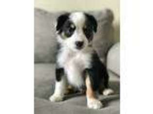 Miniature Australian Shepherd Puppy for sale in Goodyear, AZ, USA