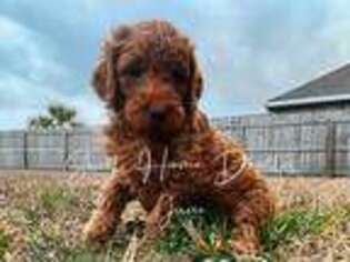 Goldendoodle Puppy for sale in Destin, FL, USA