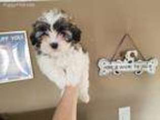 Mal-Shi Puppy for sale in Tucson, AZ, USA