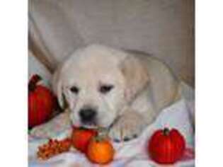 Labrador Retriever Puppy for sale in Milaca, MN, USA