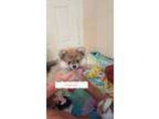 Pomeranian Puppy for sale in Mount Airy, NC, USA