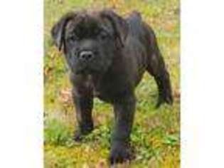 Cane Corso Puppy for sale in Clarksville, VA, USA
