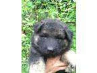 German Shepherd Dog Puppy for sale in TEN MILE, TN, USA