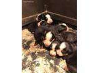 Bernese Mountain Dog Puppy for sale in Freedom, NY, USA