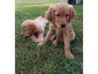 Golden Retriever Puppy for sale in Sorento, IL, USA