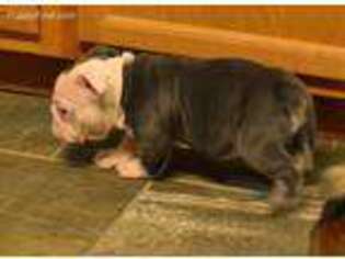 Bulldog Puppy for sale in Keosauqua, IA, USA