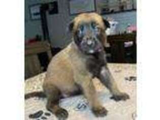 Belgian Malinois Puppy for sale in Richmond, RI, USA