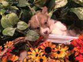 Pembroke Welsh Corgi Puppy for sale in Grants Pass, OR, USA