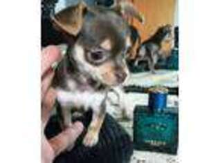 Chihuahua Puppy for sale in Carteret, NJ, USA