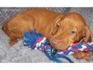 Vizsla Puppy for sale in Ganado, TX, USA