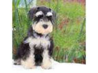 Mutt Puppy for sale in Wakarusa, IN, USA