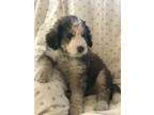 Mutt Puppy for sale in Coal Township, PA, USA