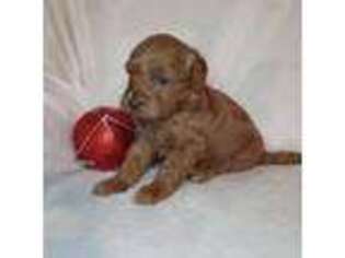 Mutt Puppy for sale in Lowville, NY, USA