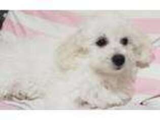 Bichon Frise Puppy for sale in Federal Way, WA, USA