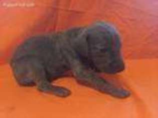 Weimaraner Puppy for sale in Mc Clure, PA, USA